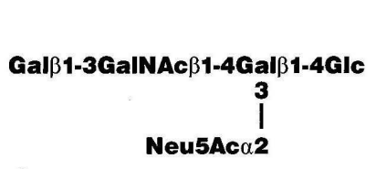 GM1 pentasaccharide